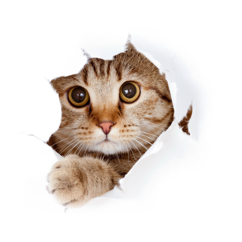 čiči