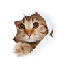 čiči